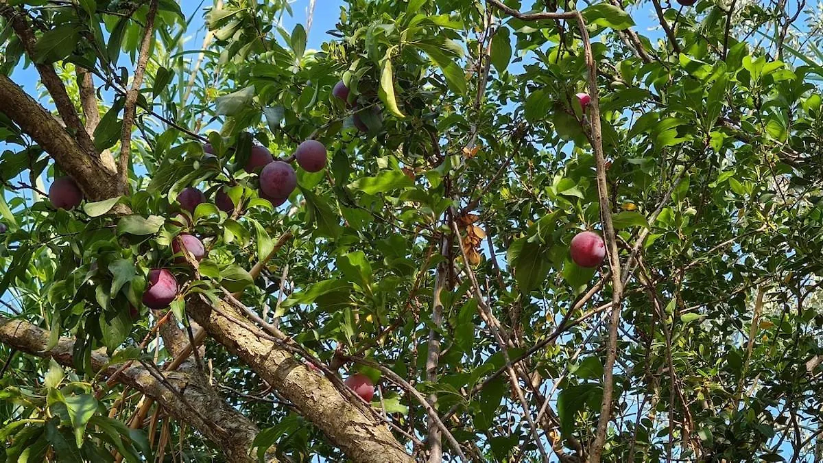 Ca'N Nadal Casa Rural Con Piscina アラロ 0*,  スペイン