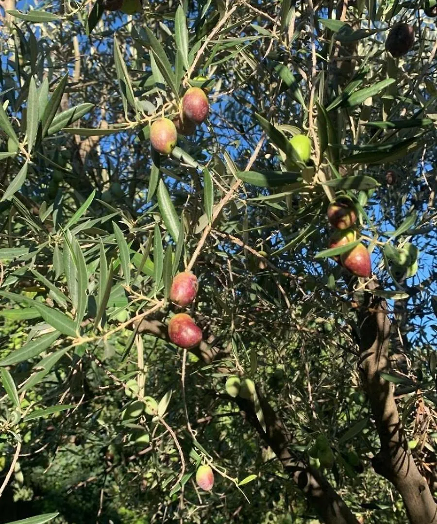 Ca'N Nadal Casa Rural Con Piscina アラロ 0*,